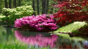 Read more about the article Gorgeous Gardens In Virginia