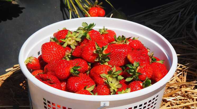 You are currently viewing Best Places for Strawberry Picking in Virginia